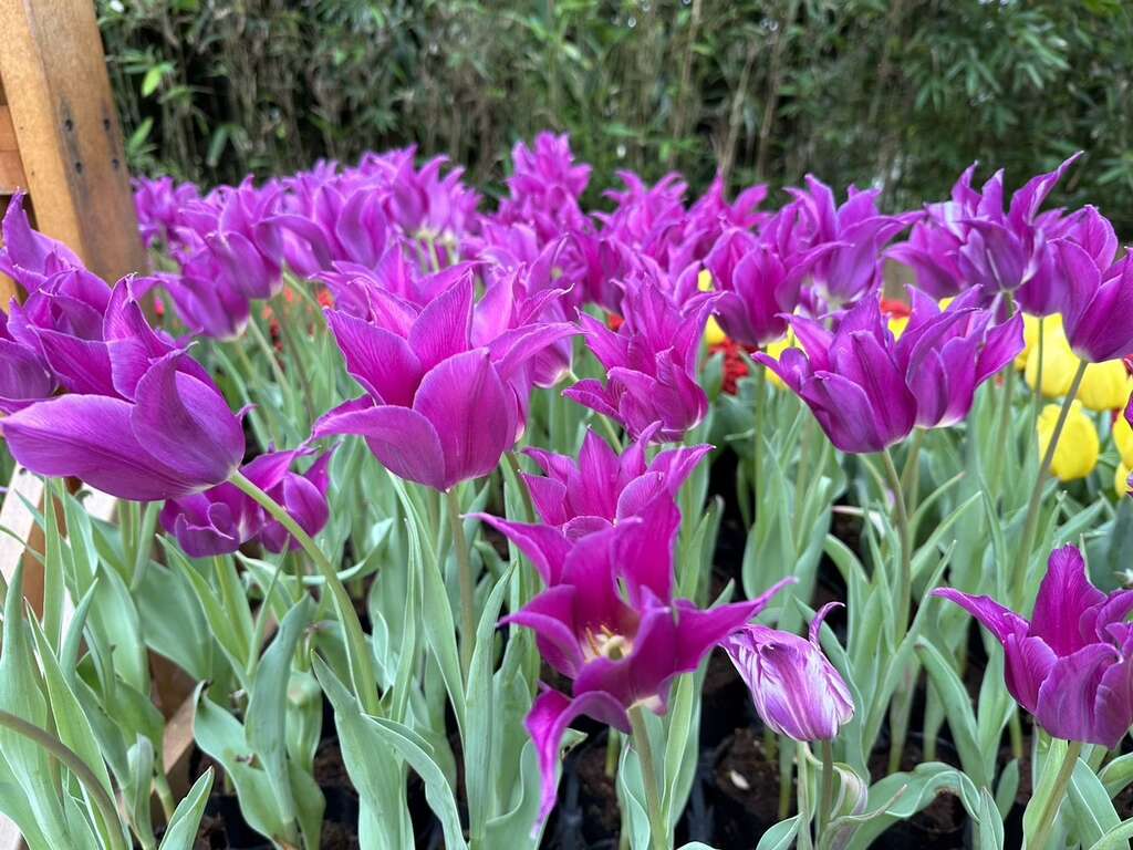 首度展出的「夢之紫」花型特別顏色也非常艷麗(圖片來源：臺北市政府工務局公園路燈工程管理處)