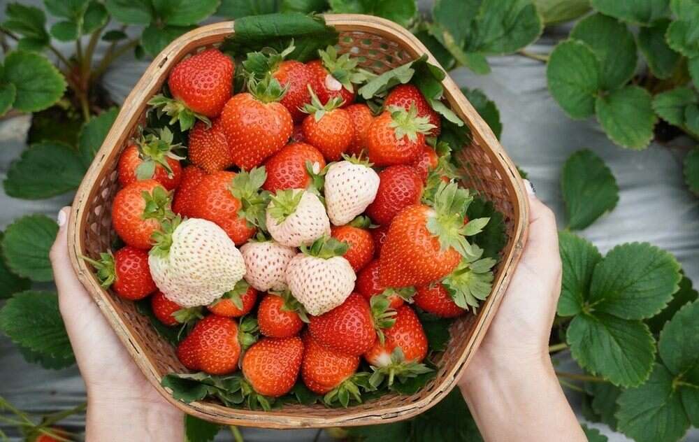 鮮採草莓(圖片來源：臺北市政府產業發展局)