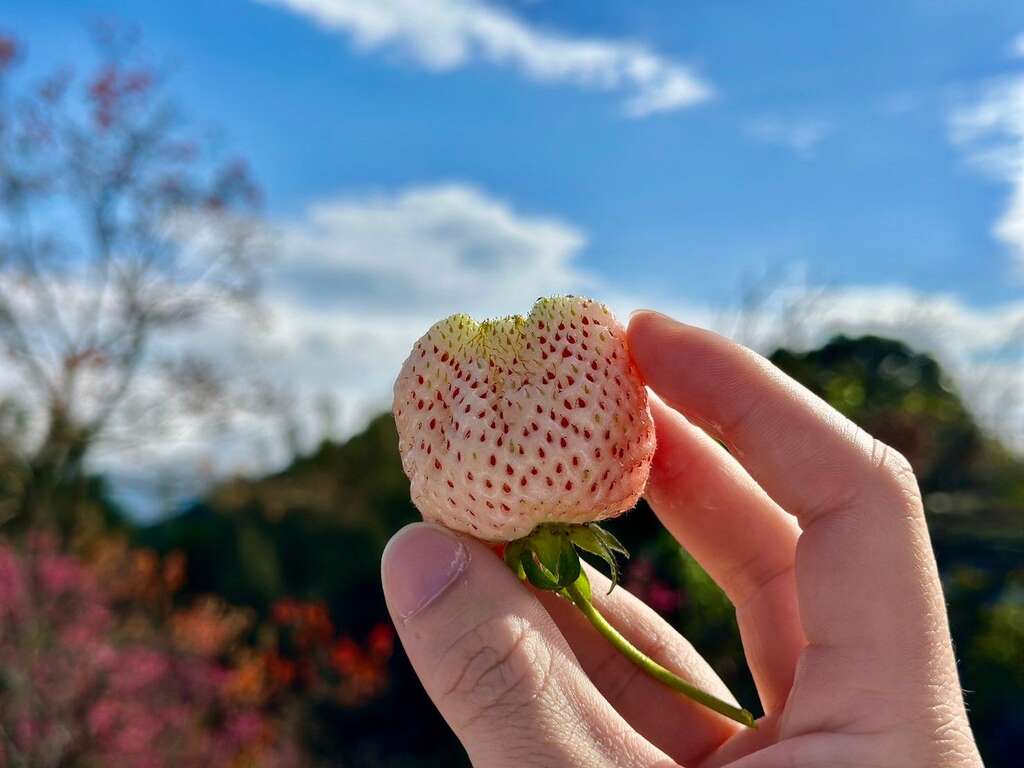 白草莓(图片来源：台北市政府产业发展局)