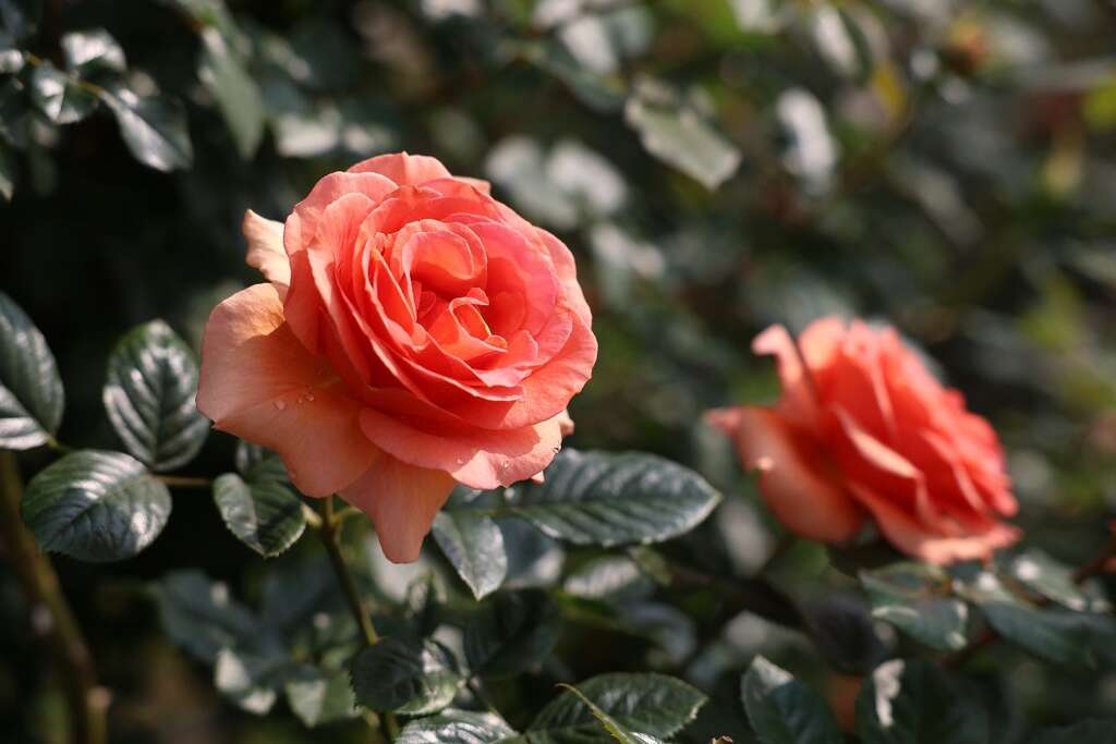 《2024台北玫瑰展》将在本周开展，本次活动主题为「玫园艺事」。(图片来源：台北市政府工务局公园路灯工程管理处)