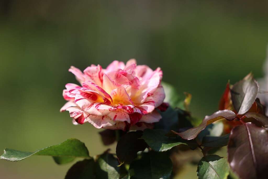 台北玫瑰园内玫瑰已陆续绽放，欢迎市民游园赏花。(图片来源：台北市政府工务局公园路灯工程管理处)