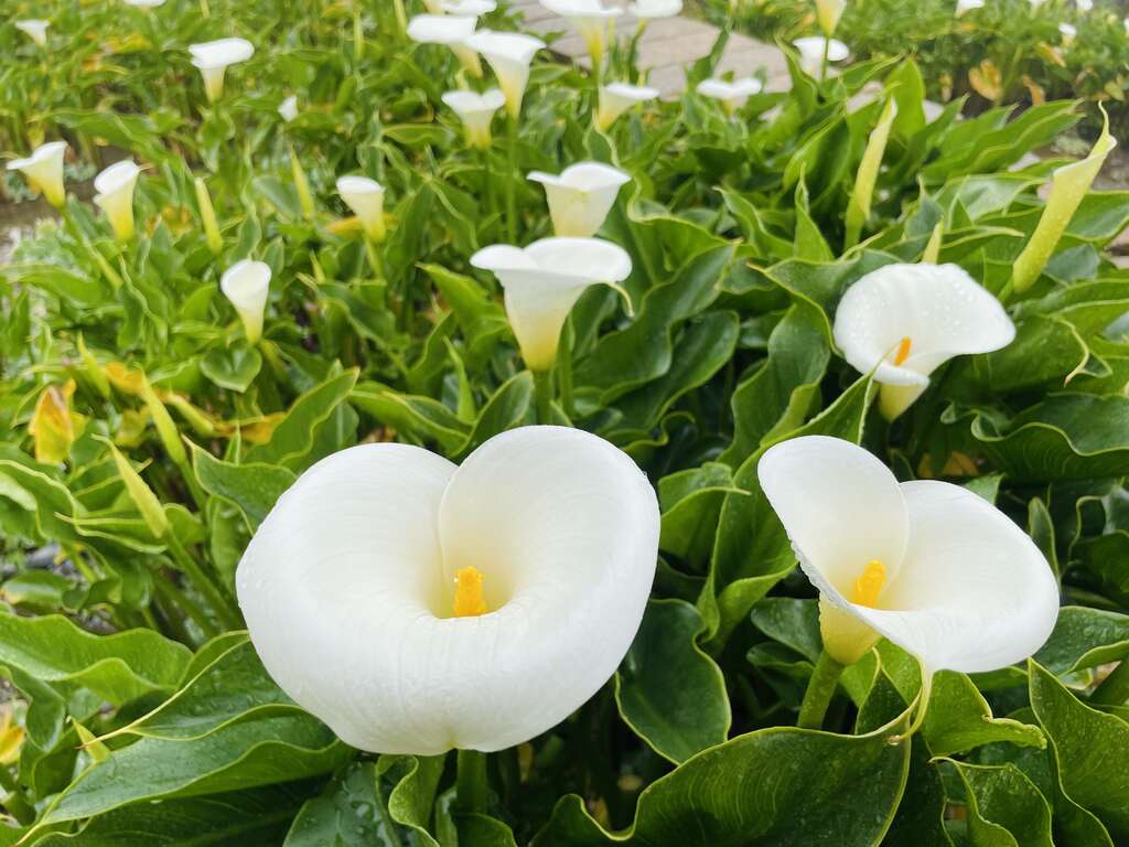 潔白的海芋(圖片來源：臺北市政府工務局大地工程處)