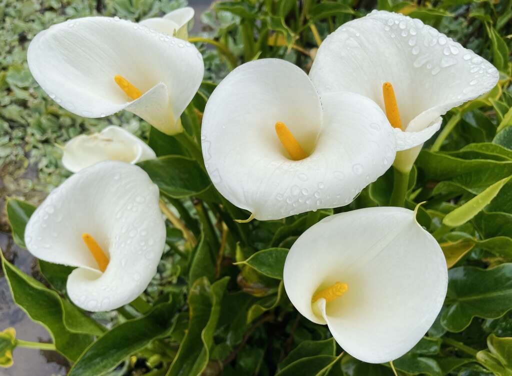 雨後的海芋沐浴在清新的雨滴中，顯得格外純淨。(圖片來源：臺北市政府工務局大地工程處)