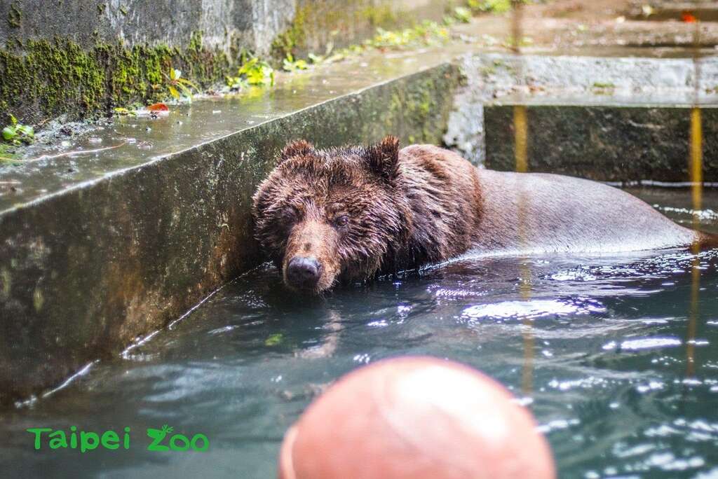 棕熊泡水玩浮球
