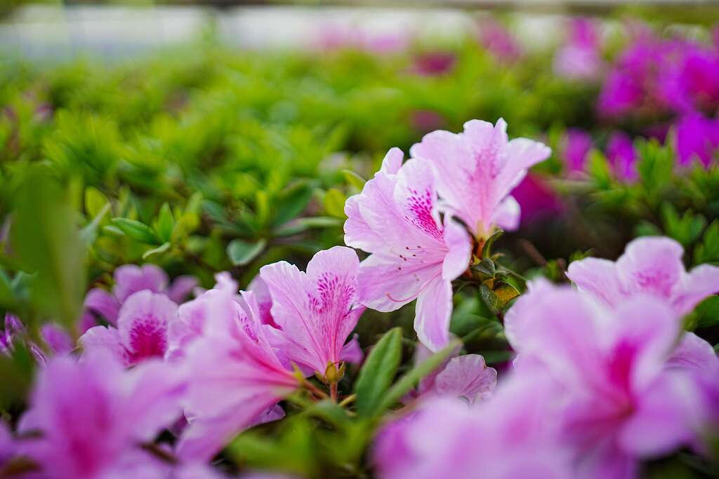 目前公園內杜鵑花綻放，美不勝收(圖片來源：臺北市政府工務局衛生下水道工程處)