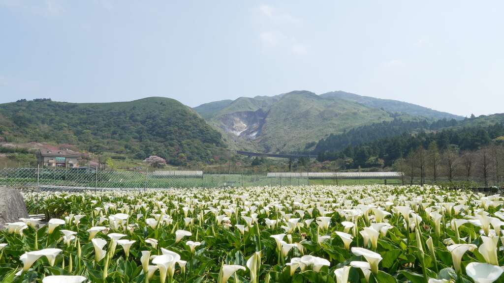 全台唯一最大片纯白海芋田在阳明山竹子湖(图片来源：台北市政府产业发展局)