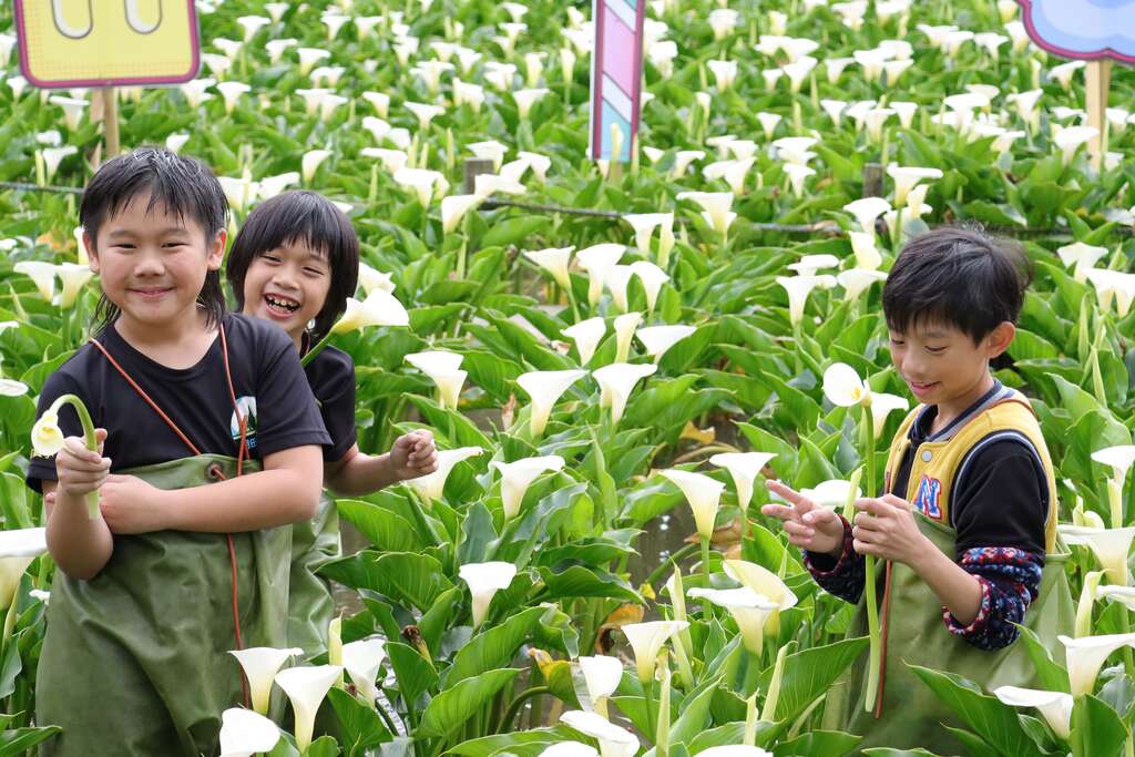 孩子們在花田喜樂採花(圖片來源：臺北市政府產業發展局)