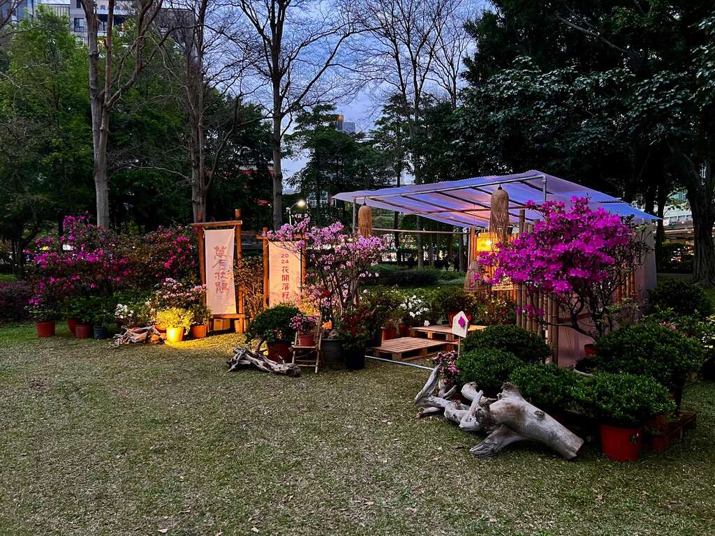 万金杜鹃一站大安森林公园抢先看(图片来源：台北市政府工务局公园路灯工程管理处)