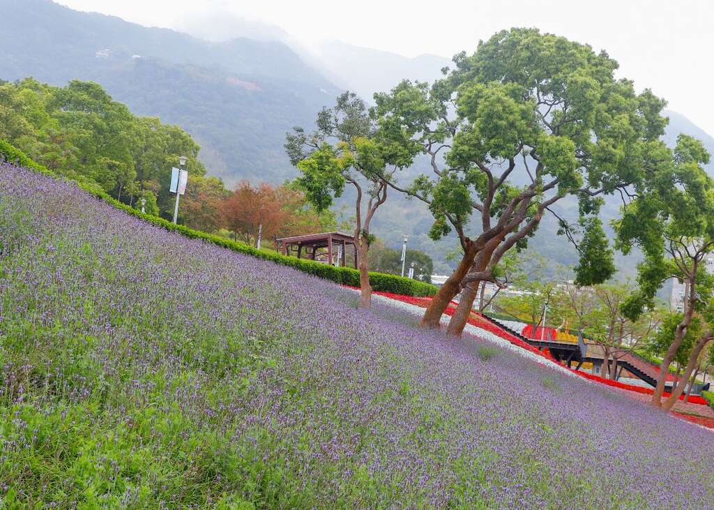 三层崎花海着名的浪漫薰衣草花田(图片来源：台北市政府工务局公园路灯工程管理处)