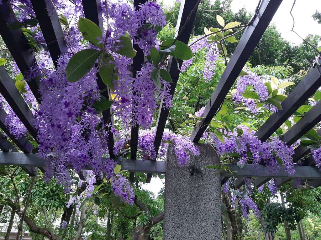 目前大安森林公园的锡叶藤正值开花时节(图片来源：台北市政府工务局公园路灯工程管理处)