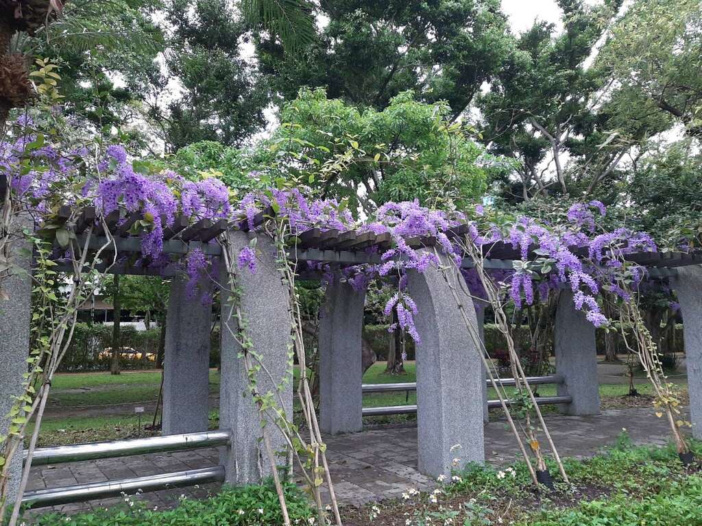 宛如紫色瀑布的锡叶藤(图片来源：台北市政府工务局公园路灯工程管理处)