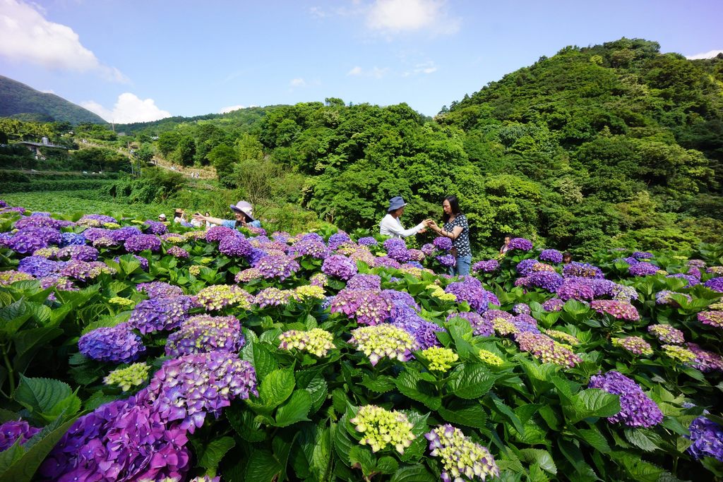 北市產業局推出一系列繡球花季活動。（臺北市政府觀光傳播局提供）