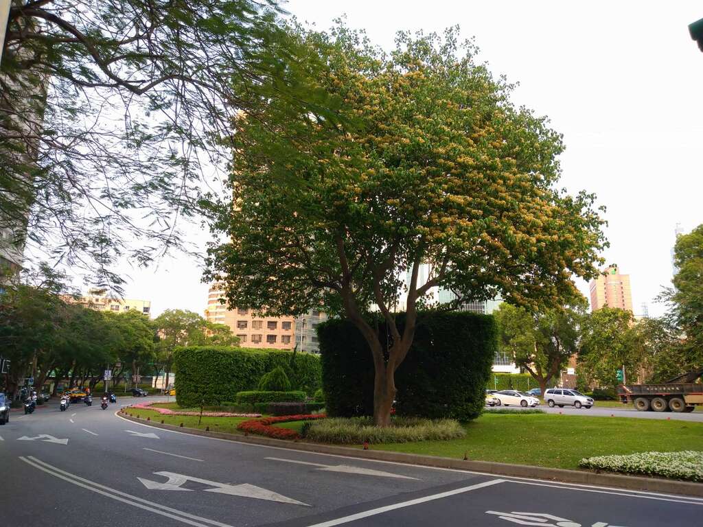 民国96年种植加罗林鱼木已长成大树并成为城市特色风景(图片来源：台北市政府工务局公园路灯工程管理处)
