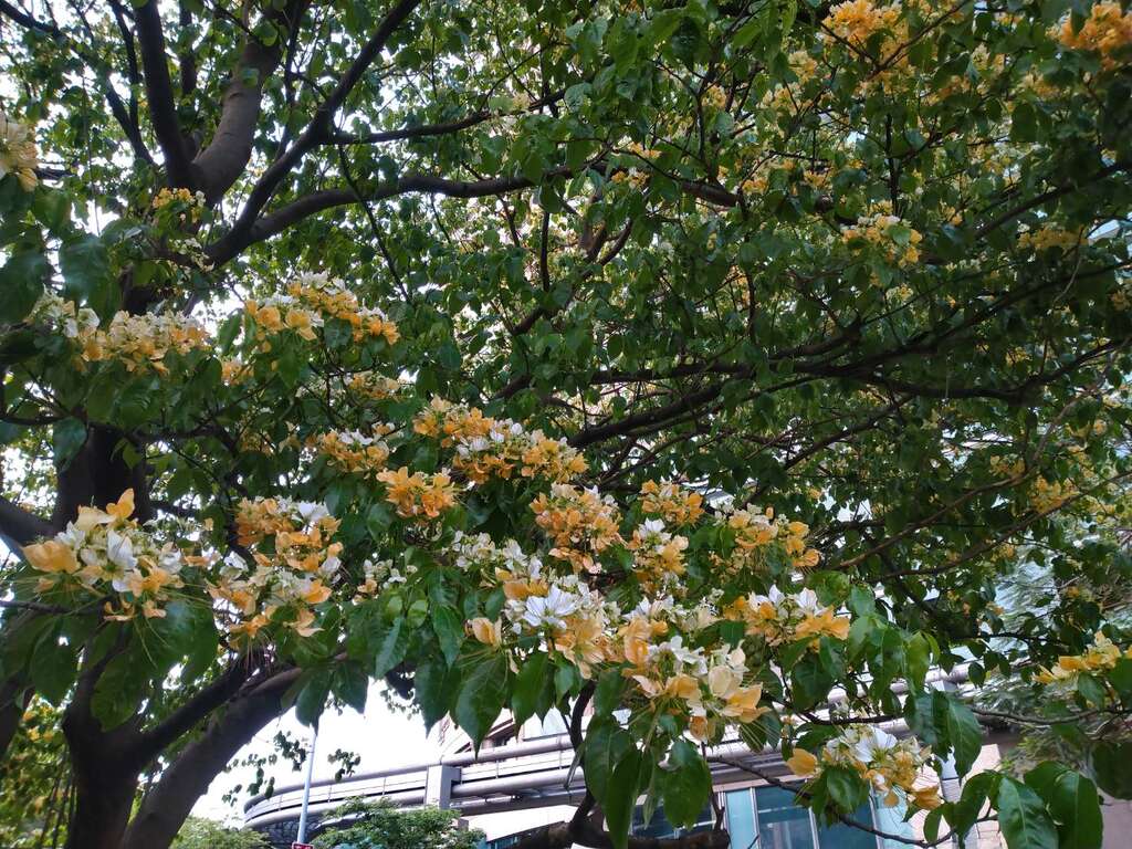 加羅林魚木花期為每年4月份，花生長於帶葉枝條的先端，白色後轉變為淡黃色或橘黃色，因此有著不同顏色層次美感(圖片來源：臺北市政府工務局公園路燈工程管理處)