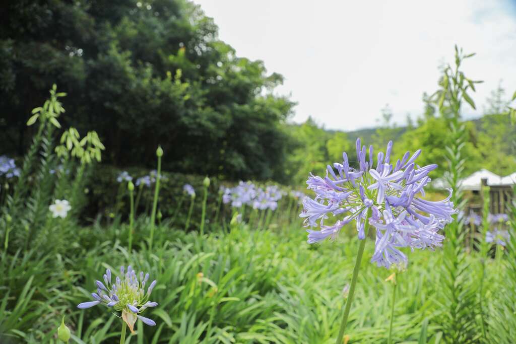 愛情花(圖片來源：臺北市政府工務局大地工程處)