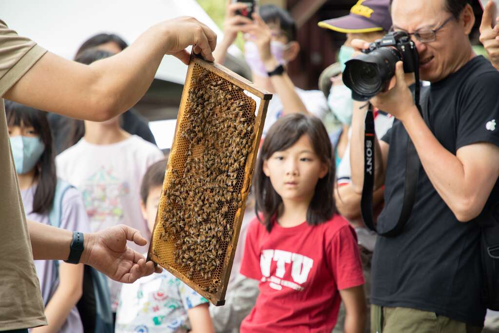 蜜蜂生態(圖片來源：臺北市政府工務局大地工程處)