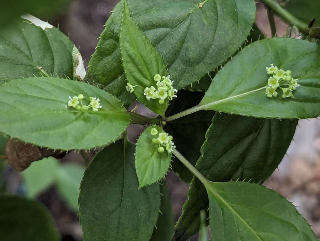 台湾青荚叶又名叶长花、叶上珠，尖尖的叶尾，细细的叶齿缘，有如油画色彩的叶面。(图片来源：台北市政府工务局公园路灯工程管理处)