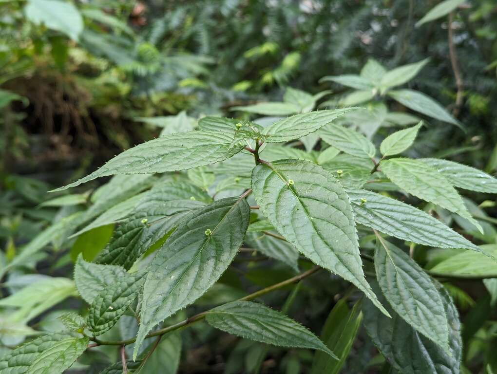 台湾青荚叶的花朵非常小巧，就长在叶片上，俗称「叶长花」。(图片来源：台北市政府工务局公园路灯工程管理处)