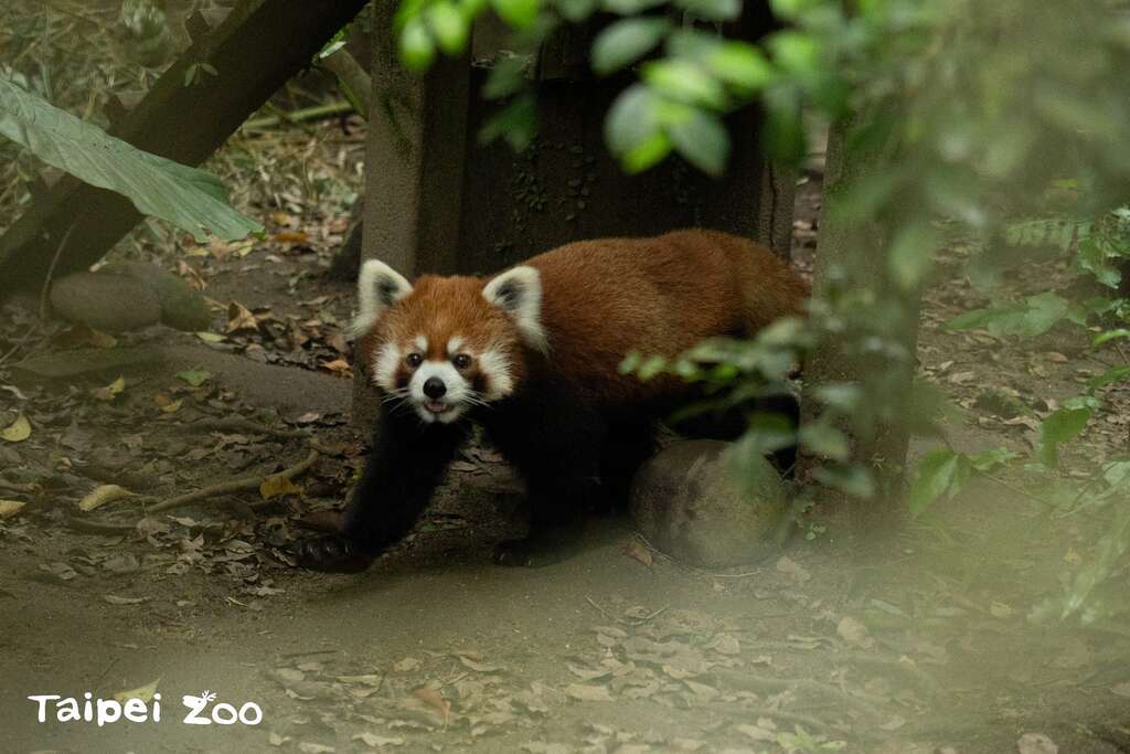 「未來」有時會好奇地四處探索(圖片來源：臺北市立動物園)