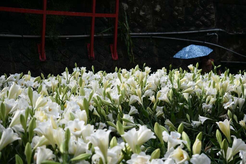 同心池畔铁炮百合花盛开照(示意图)(图片来源：台北市政府工务局大地工程处)