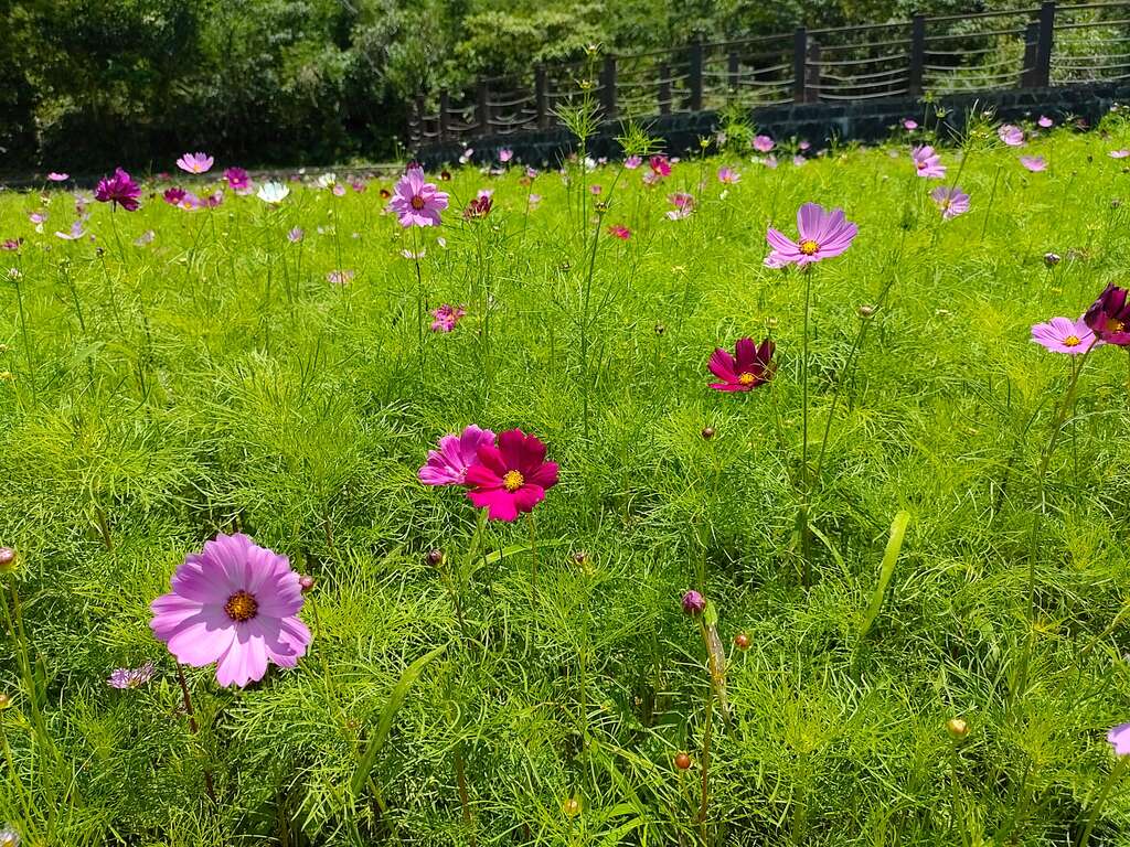 波斯菊近照(圖片來源：臺北市政府工務局大地工程處)