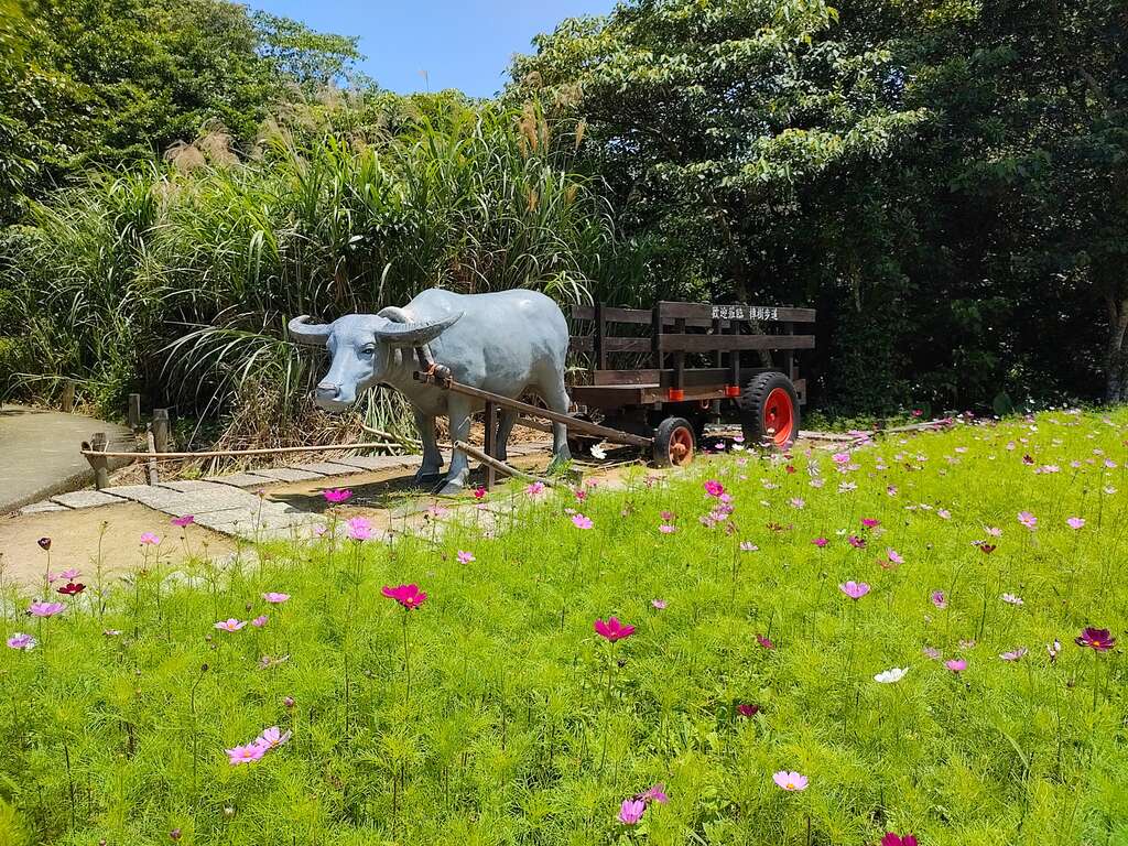 牛車花景(圖片來源：臺北市政府工務局大地工程處)