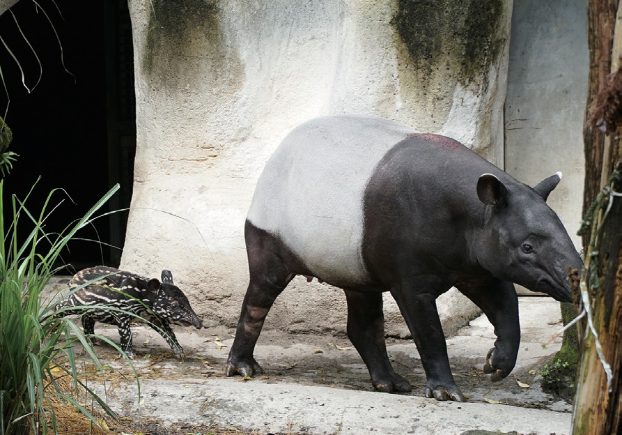 臺北市立動物園與國際合作推動馬來貘的域外族群保育。