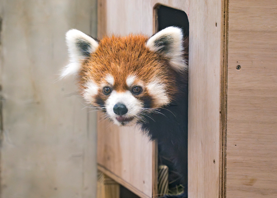 來自日本的小貓熊「未來」於今年結束檢疫，正式加入臺北市立動物園小貓熊大家庭。