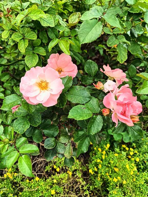 「水蜜桃飘移」，迷你玫瑰，一个枝条就可以开出一束花的花量(图片来源：台北市政府工务局公园路灯工程管理处)