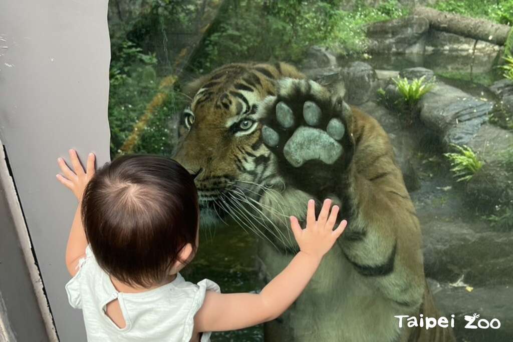 拜訪馬來虎時，也許會看到「Shima」好奇地靠過來喔(圖片來源：臺北市立動物園)