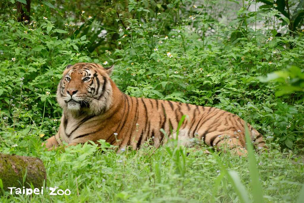 马来虎「Shima」个性较活泼勇敢，因此照养团队决定让他先到户外活动场探索(图片来源：台北市立动物园)