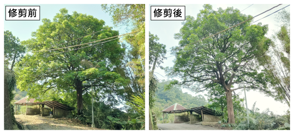 南港舊庄街二段的茄冬樹，樹高15公尺(圖片來源：臺北市政府工務局大地工程處)