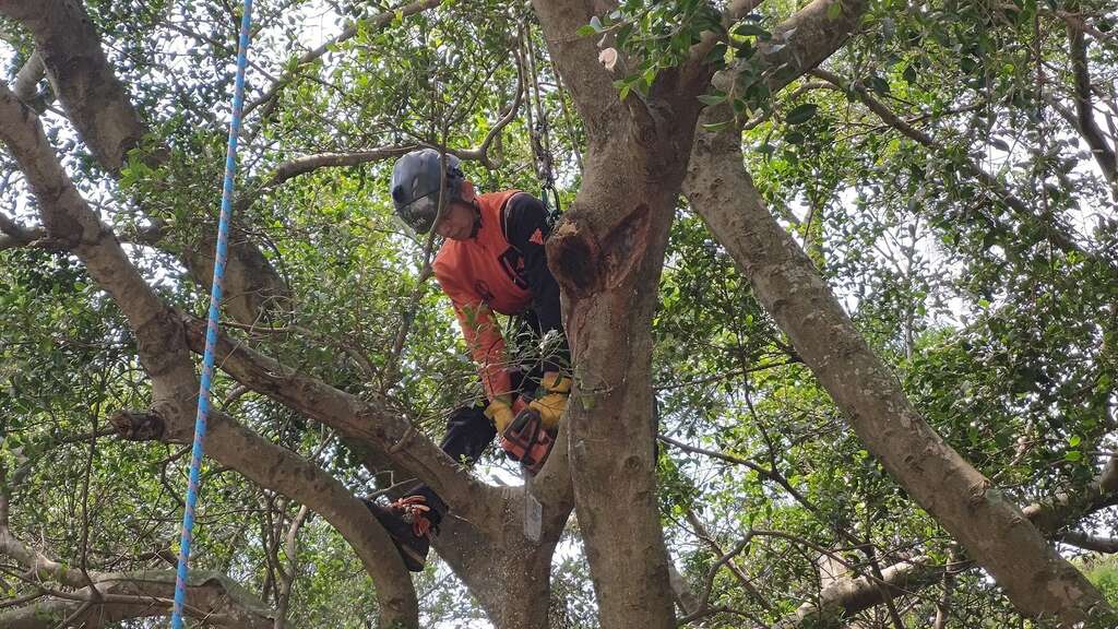 请攀树师修剪枫香姊妹树(图片来源：台北市政府工务局大地工程处)