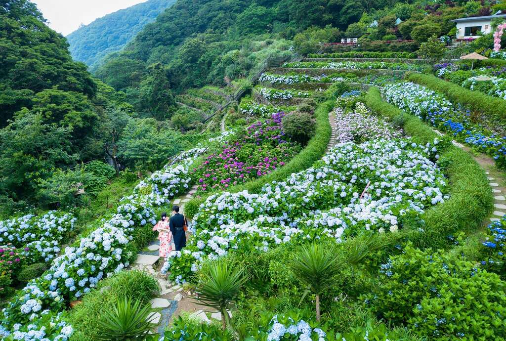 竹子湖梯田式的地形呈現富層次感的繡球花海(圖片來源：臺北市政府產業發展局)
