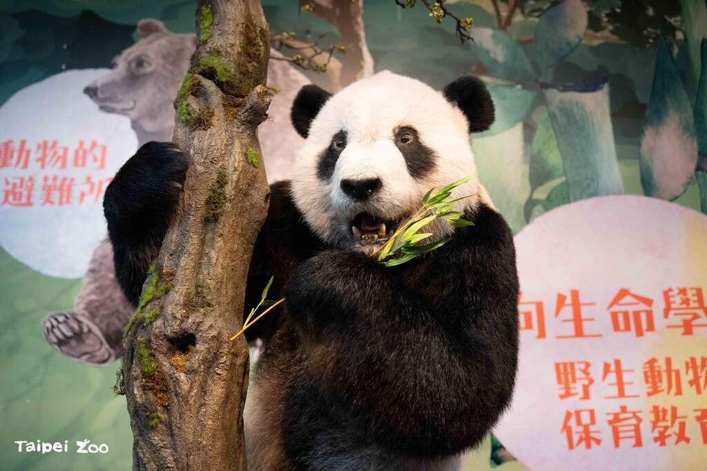 身为保育代言人的动物们，包括大猫熊团团也率先现身。(图片来源：台北市立动物园)
