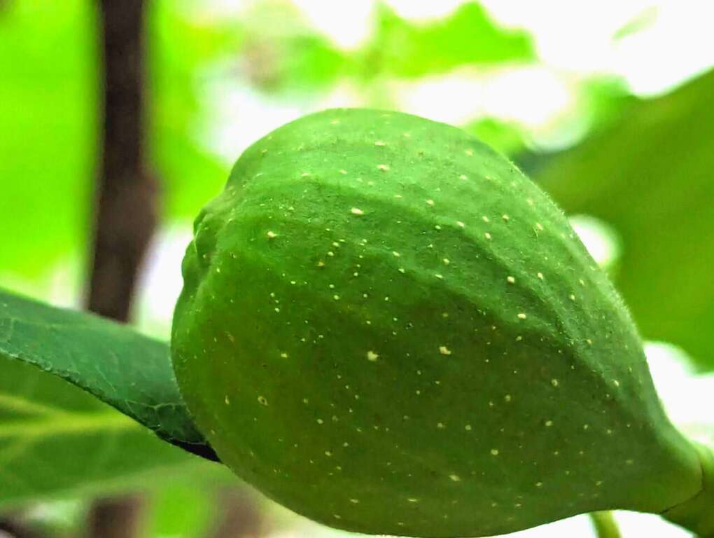 无花果树的果实，呈梨形或卵形。(图片来源：台北市政府工务局公园路灯工程管理处)