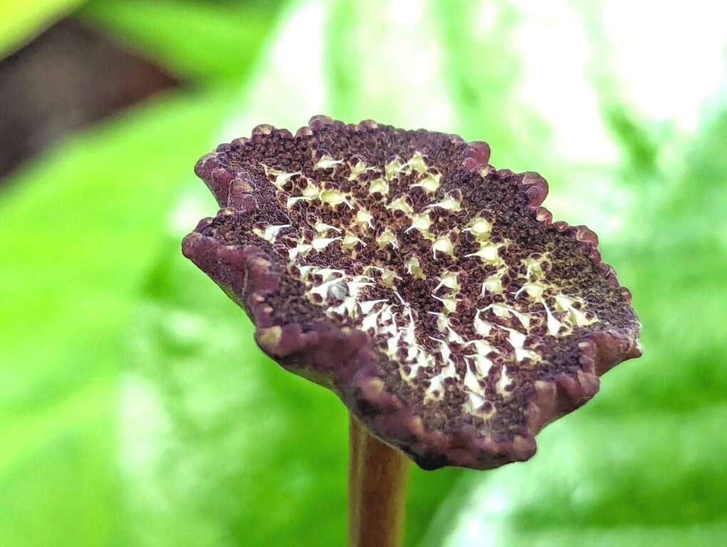 魔盘平盘型的头状花序自叶腋伸出，形如蕈伞，细小白色果实呈颗粒状突起，成熟後会弹出散播。(图片来源：台北市政府工务局公园路灯工程管理处)