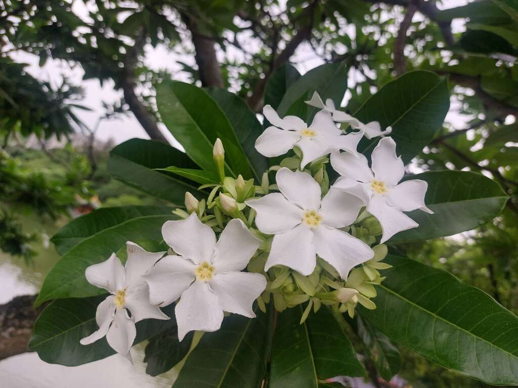 海檬果綻放白花(圖片來源：臺北市政府工務局公園路燈工程管理處)