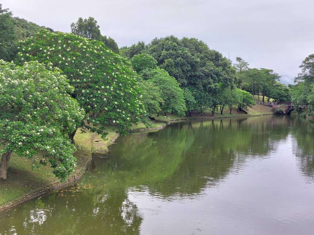 陂塘邊的海檬果開花如繁星點點(圖片來源：臺北市政府工務局公園路燈工程管理處)