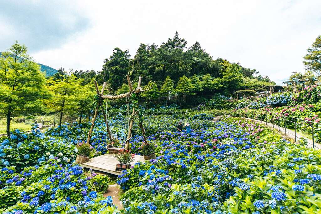 名阳匍休闲农庄有美丽的绣球花海围绕着木制秋千(图片来源：台北市政府工务局公园路灯工程管理处)