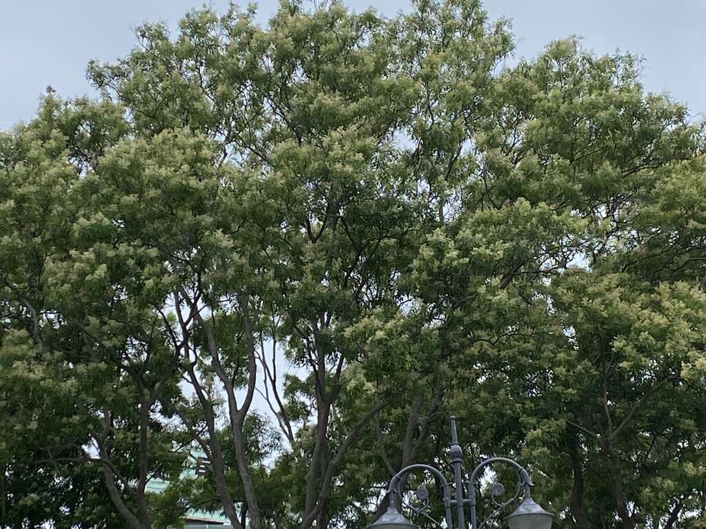 「光腊树」是台湾原生种乔木，是蜜源树种，帮昆虫提供炎夏遮荫，以及觅食安身的基地。(图片来源：台北市政府工务局公园路灯工程管理处)