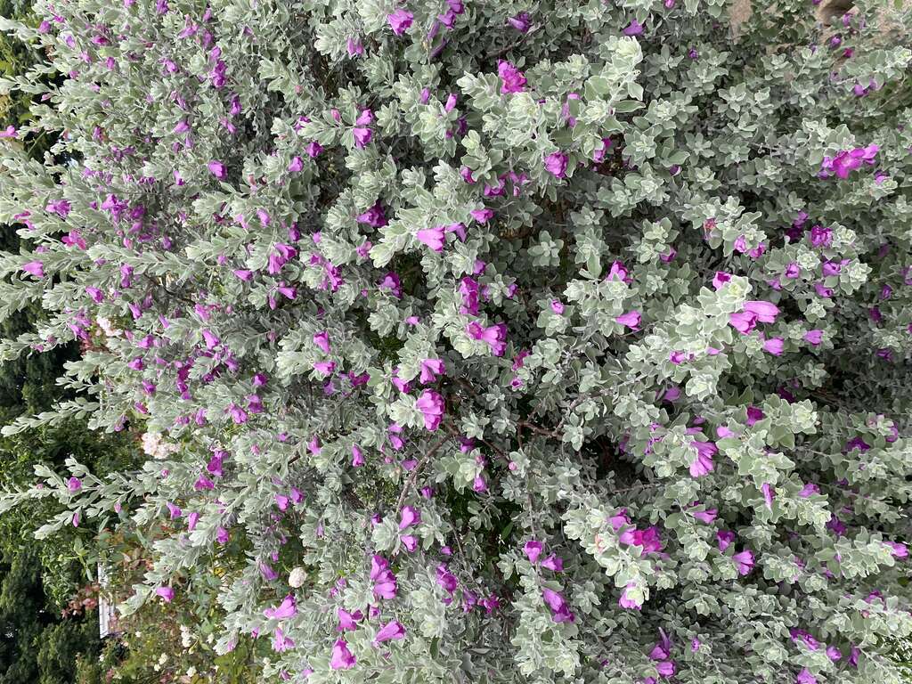 「玉芙蓉」特殊银灰色的叶片，将深紫色花朵衬托地更为娇艳。(图片来源：台北市政府工务局公园路灯工程管理处)