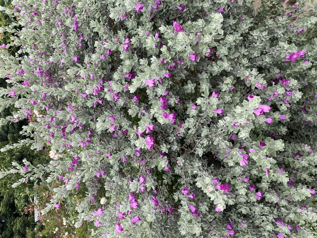 「玉芙蓉」特殊銀灰色的葉片，將深紫色花朵襯托地更為嬌豔。(圖片來源：臺北市政府工務局公園路燈工程管理處)