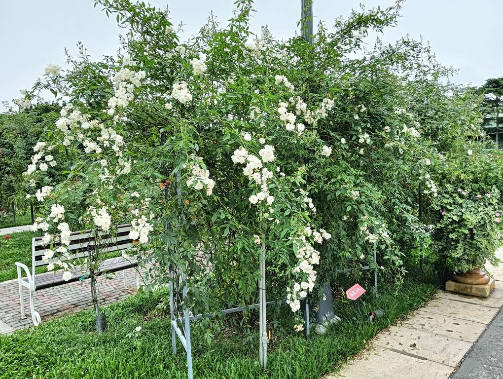 「雪天鹅」四季盛放，重瓣平开型迷你白玫瑰。(图片来源：台北市政府工务局公园路灯工程管理处)