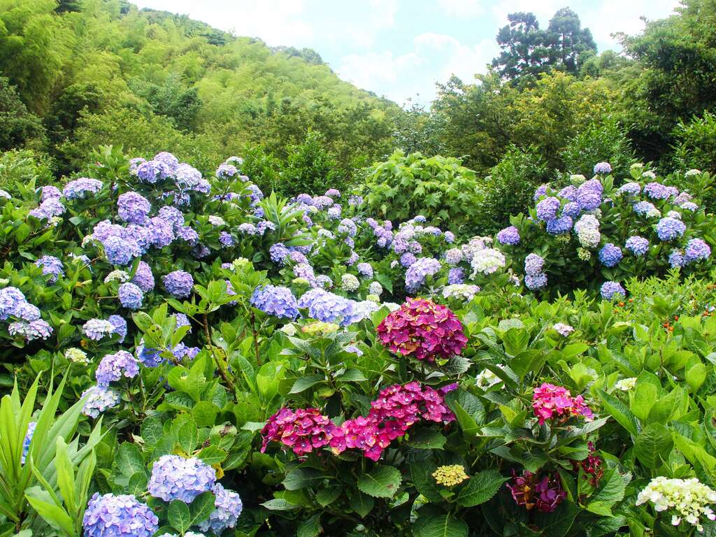 缤纷的绣球花海遍布於郊山，为翠绿的山峦增添一抹色彩(图片来源：台北市政府工务局大地工程处)