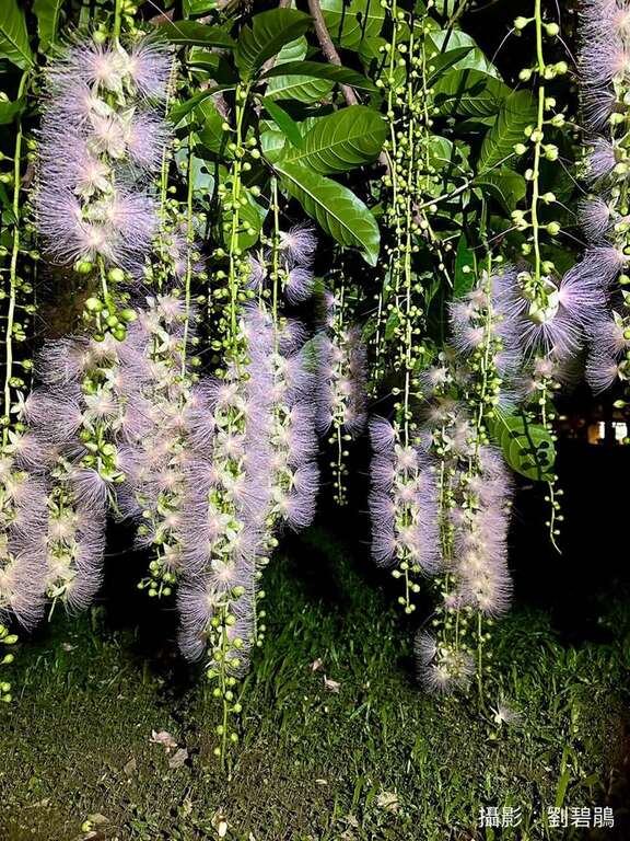 穗花棋盤腳盛花期於六月中下旬，至七月中上旬。(攝影者榮星志工劉碧鵑)(圖片來源：臺北市政府工務局公園路燈工程管理處)