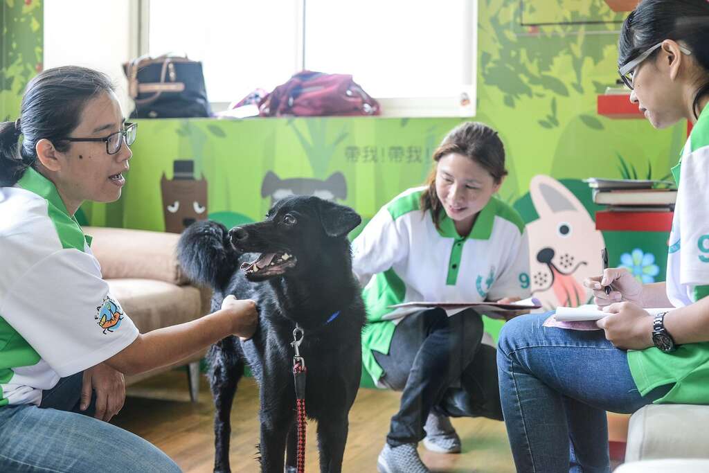 狗醫生協會訓練師在內湖動物之家挑選具有狗醫生潛力,適合「流浪毛小孩摘星計畫」的犬隻。(圖/台北市動物保護處提供)