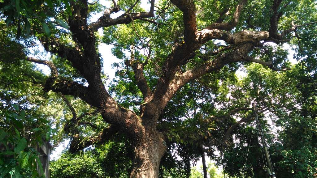 圖6.高齡300歲大樟樹