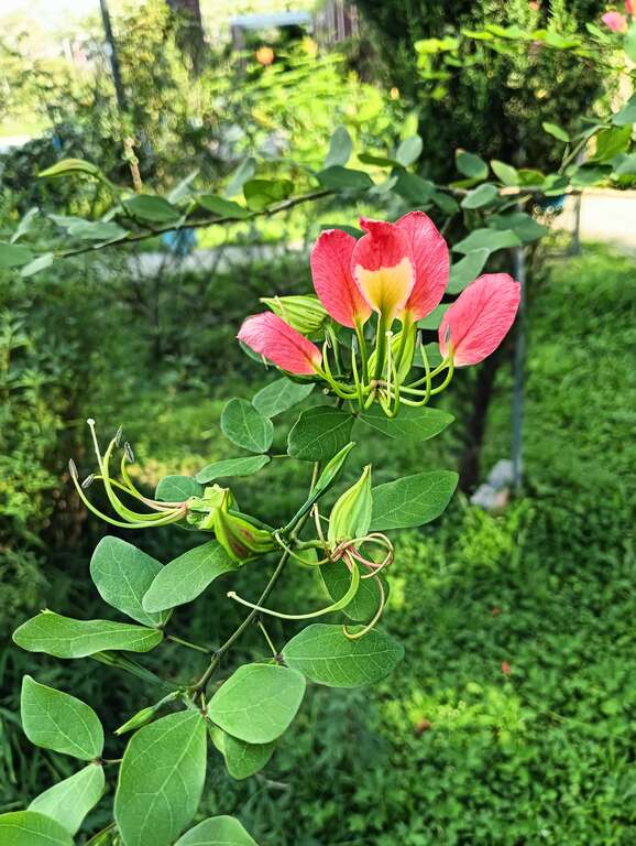 橙紅花羊蹄甲已經有不少花苞含苞待放。(圖片來源：臺北市政府工務局公園路燈工程管理處)