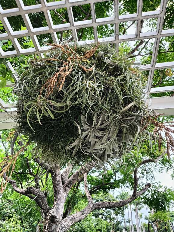 猜猜這叢空氣鳳梨有哪些品種藏身其中。(圖片來源：臺北市政府工務局公園路燈工程管理處)